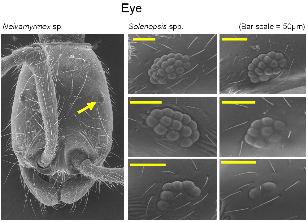 Fig017_eyes