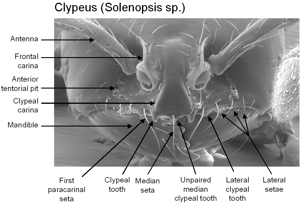Fig026_clypeussol