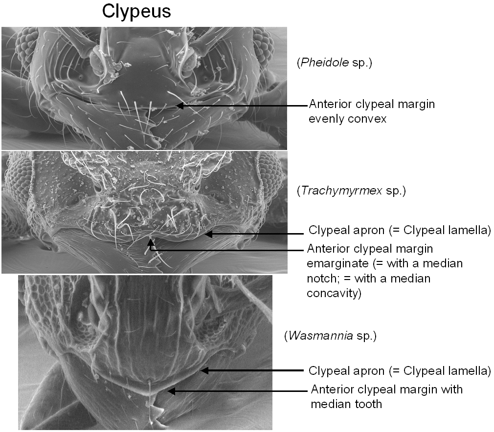 Fig027_clypeus