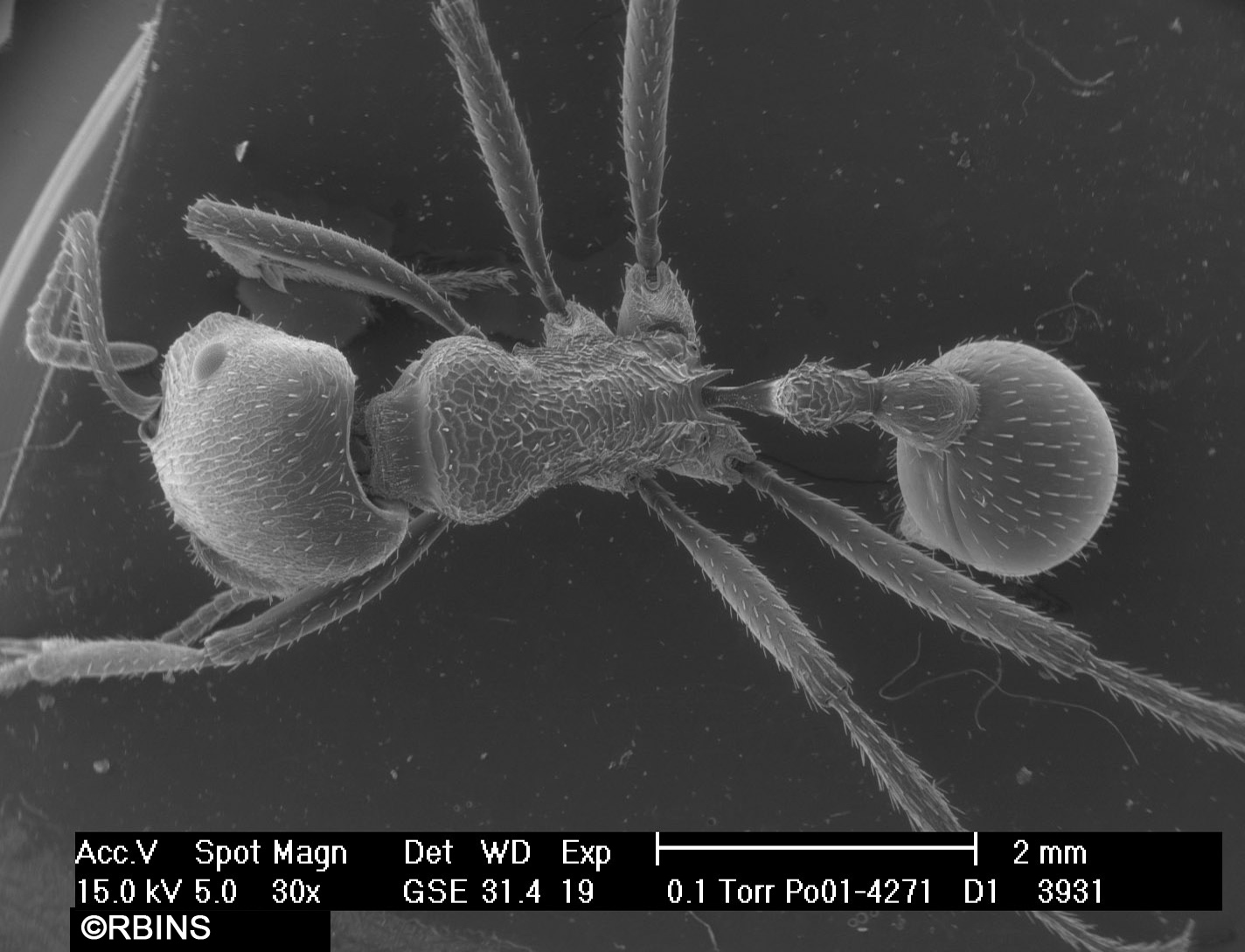 26123_4271_PO171-D1.JPG  All body  Dorsal view