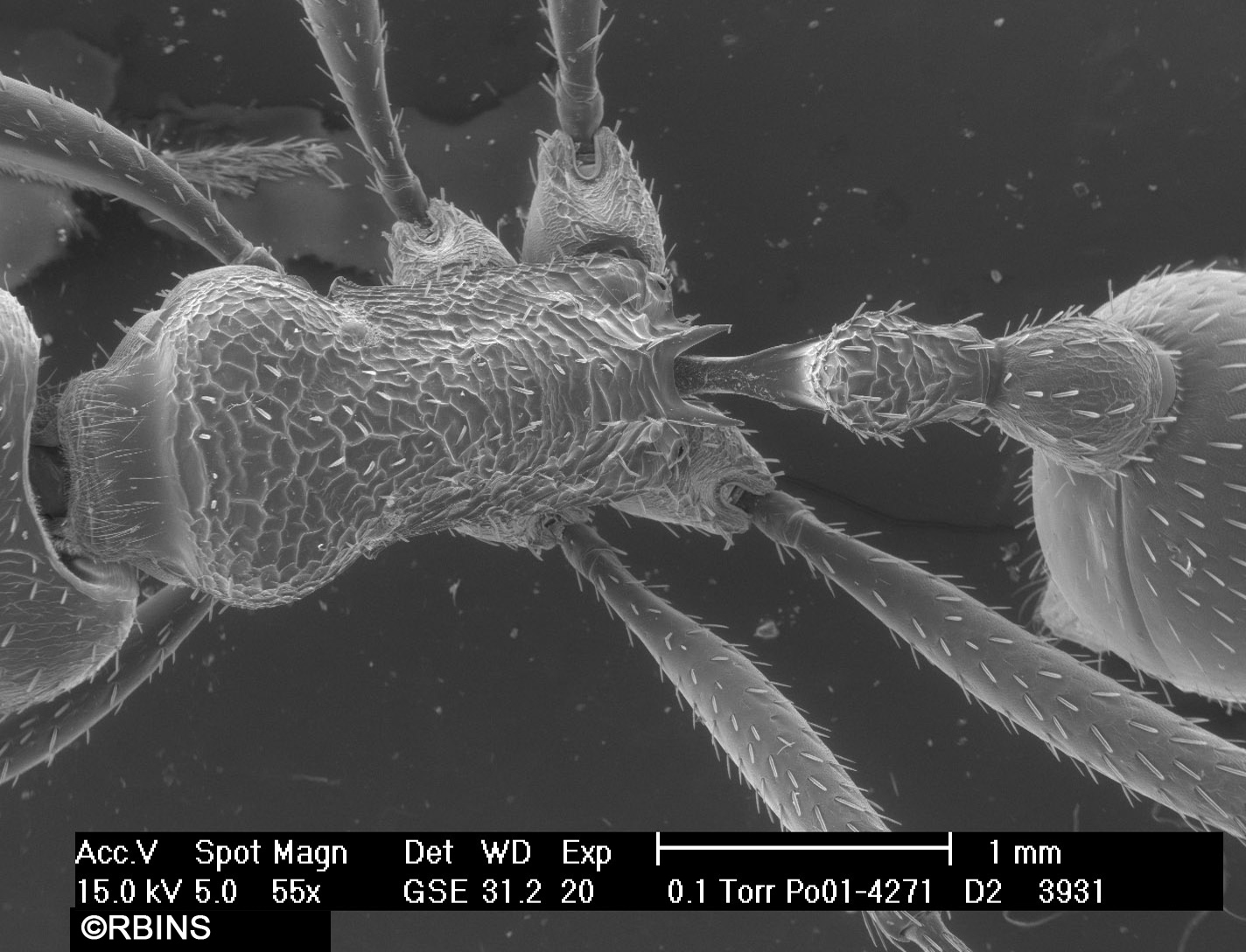 26123_4271_PO171-D2.JPG  Alitrunk + petiole (+ postpetiole)  Dorsal view