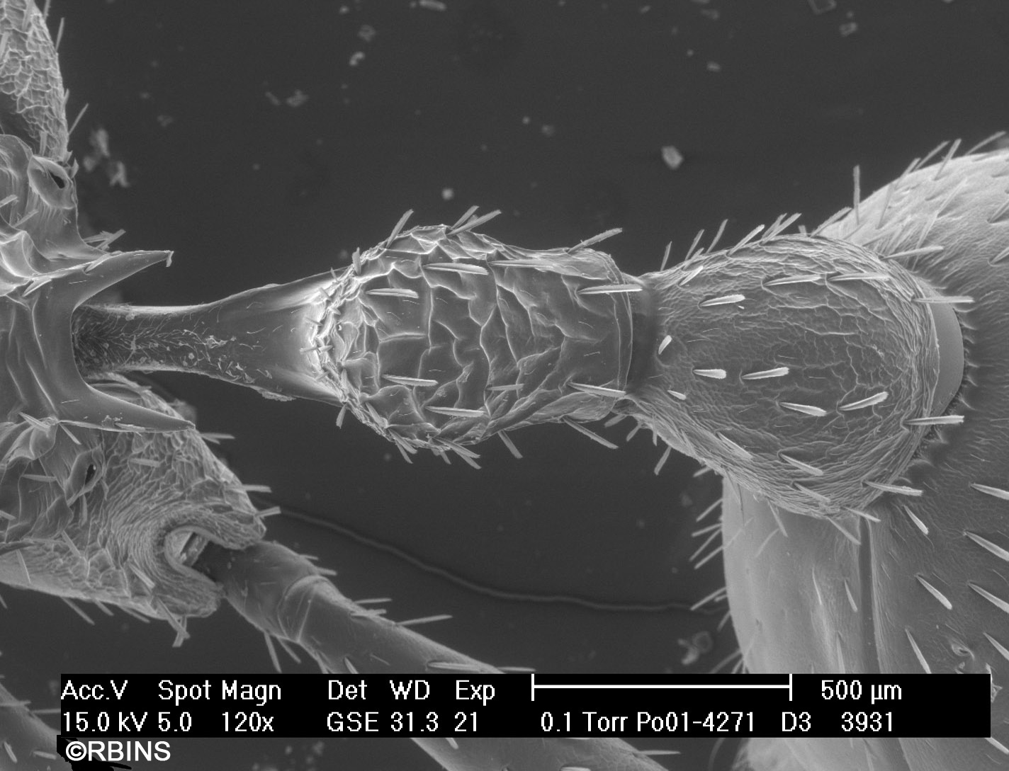 26123_4271_PO171-D3.JPG  Petiole + postpetiole (= Waist)  Dorsal view