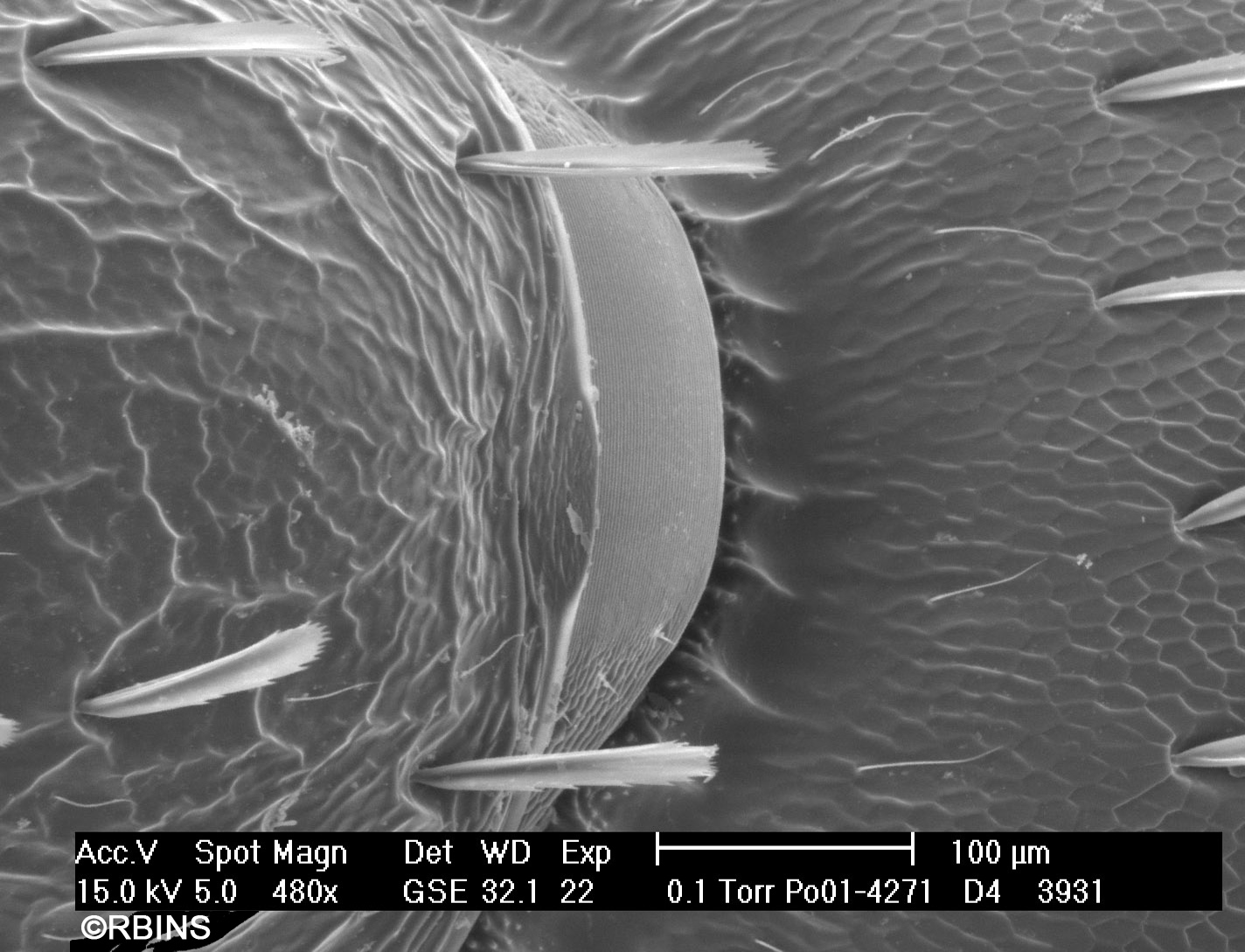 26123_4271_PO171-D4.JPG  Presclerite (pretergite)  Dorsal view