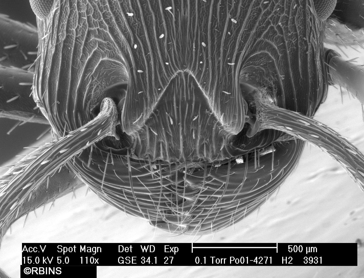 26123_4271_PO171-H2.JPG  Mandibles (+ clypeus)  Front view (head)