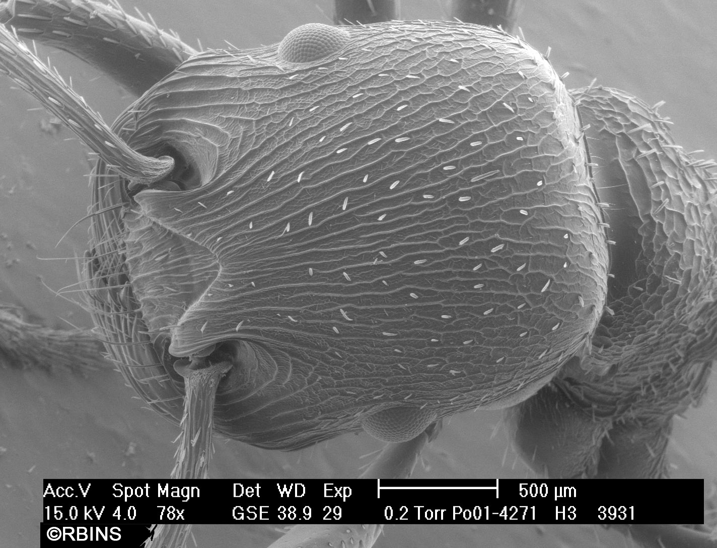 26123_4271_PO171-H3.JPG  Head  Front view (head)