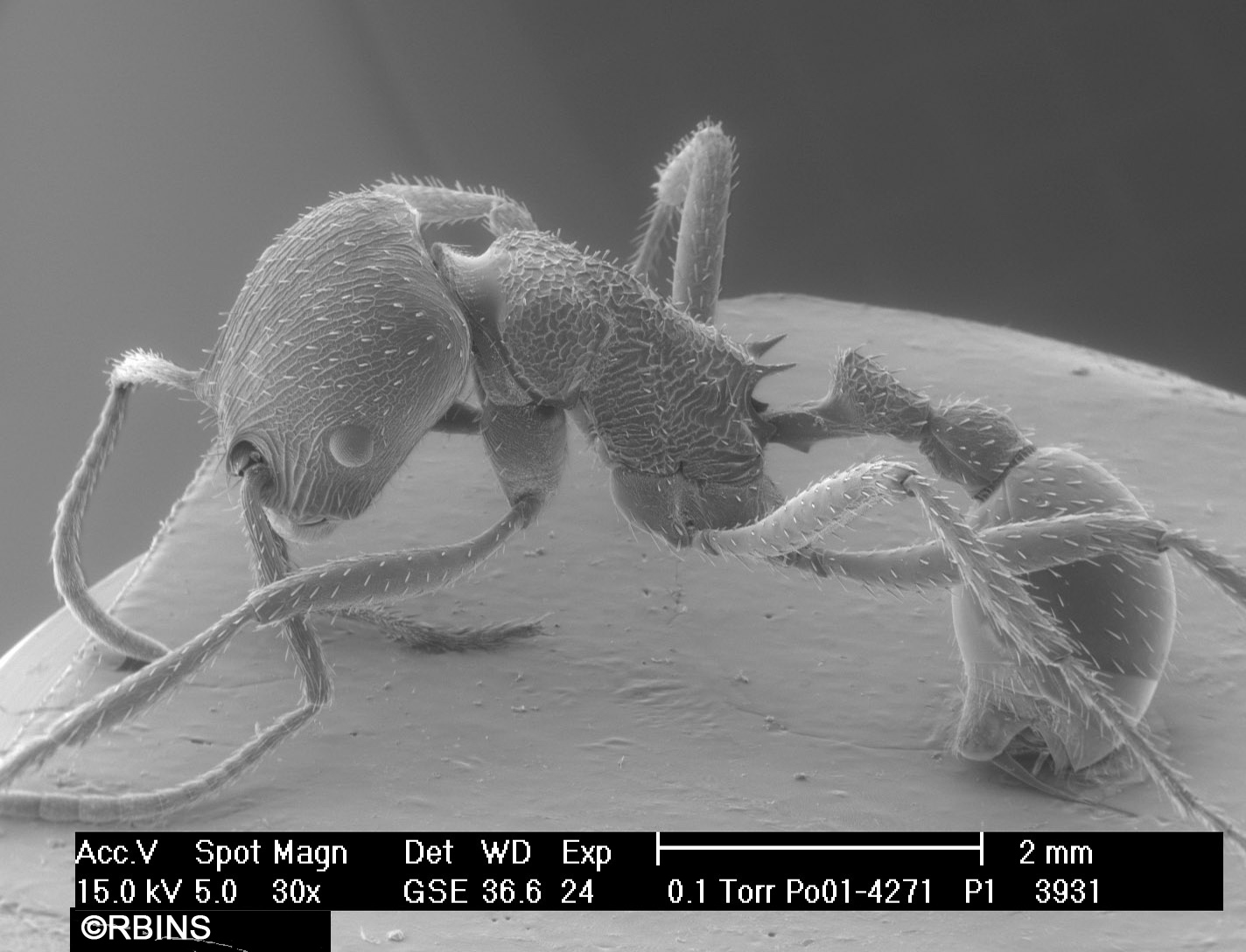 26123_4271_PO171-P1.JPG  All body  Lateral view
