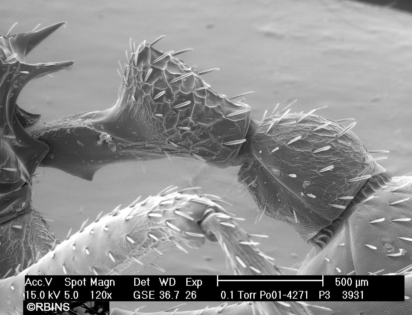 26123_4271_PO171-P3.JPG  Petiole + postpetiole (= Waist)  Lateral view