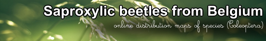 Saproxylic beetles from Belgium - online distribution maps of species