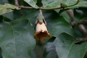 African fruit