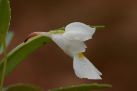 Impatiens assurgens