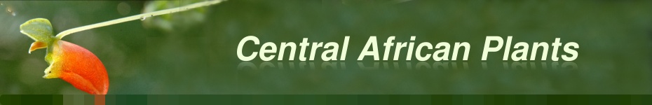Central African Plants : top banner