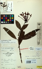 Specimen picture