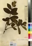 Specimen picture.
