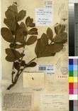 Specimen picture.