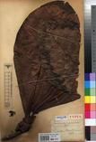 Specimen picture.