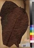 Specimen picture.
