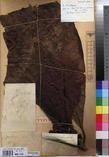 Specimen picture.
