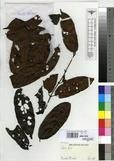 Specimen picture.