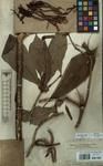 Specimen picture.