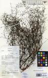Specimen picture.