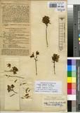Specimen picture.