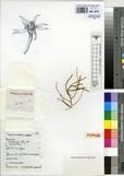 Specimen picture.