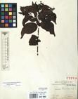 Specimen picture.