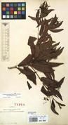 Specimen picture.