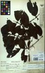 Specimen picture.