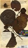 Specimen picture.