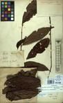 Specimen picture.