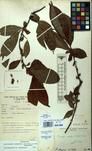Specimen picture.