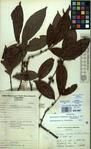 Specimen picture.
