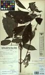 Specimen picture.