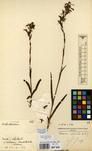 Specimen picture.