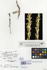 Specimen picture.