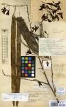 Specimen picture.
