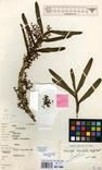 Specimen picture.