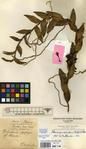 Specimen picture.