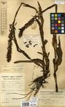 Specimen picture.