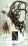 Specimen picture.