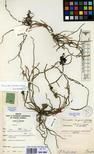 Specimen picture.
