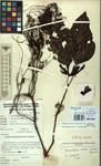 Specimen picture.