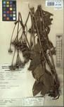 Specimen picture.