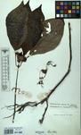 Specimen picture.