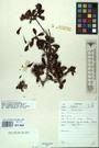 Specimen picture.