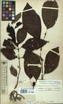 Specimen picture.