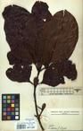 Specimen picture.
