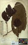 Specimen picture.