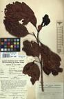 Specimen picture.